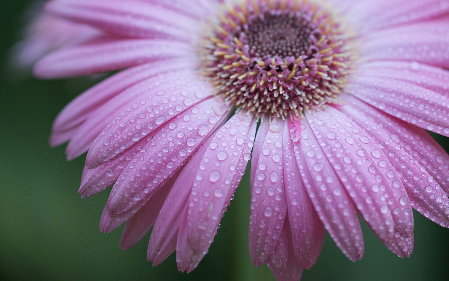 Обои природа, макро, цветок, роса, капли, гербера, nature, macro, flower, rosa, drops, gerbera разрешение 2048x1365 Загрузить