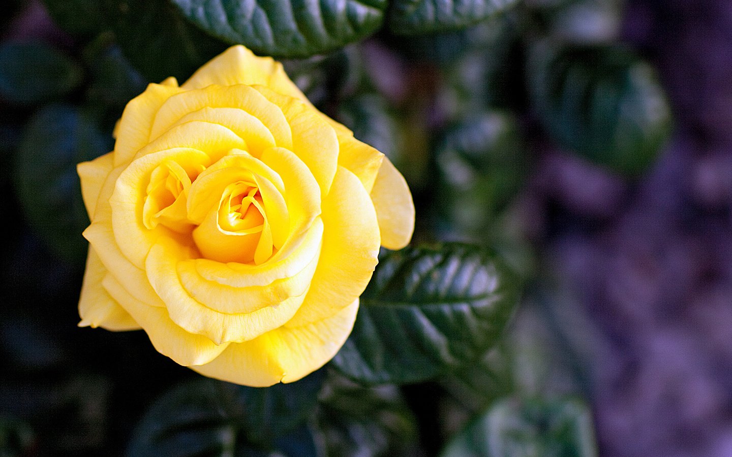 Обои природа, цветок, роза, лепестки, жёлтая, nature, flower, rose, petals, yellow разрешение 2048x1365 Загрузить