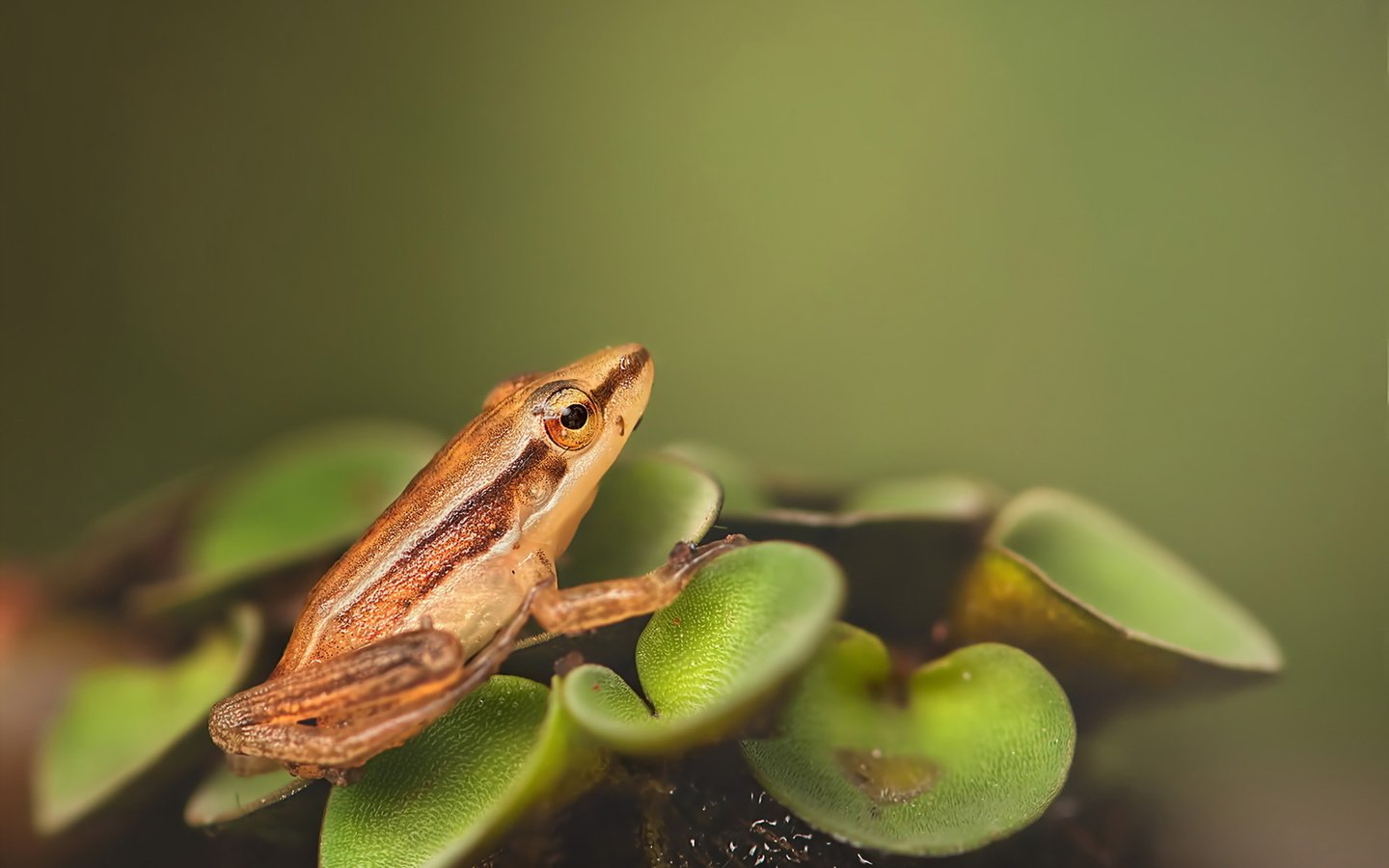 Обои природа, макро, лягушка, растение, зеленые листья, лягуха, на природе, nature, macro, frog, plant, green leaves разрешение 1920x1280 Загрузить