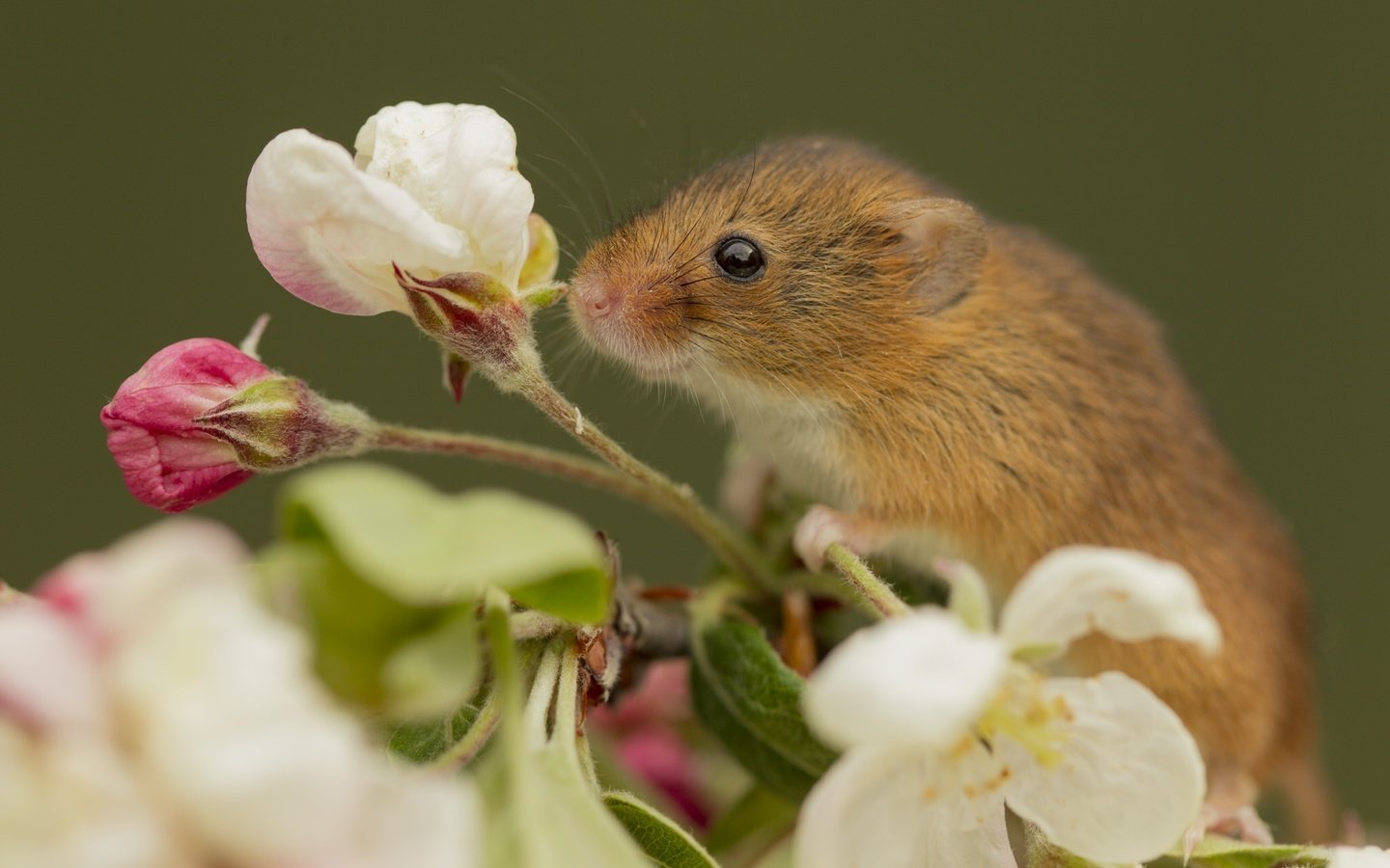 Обои макро, цветок, мышка, harvest mouse, мышь-малютка, macro, flower, mouse, the mouse is tiny разрешение 2048x1325 Загрузить