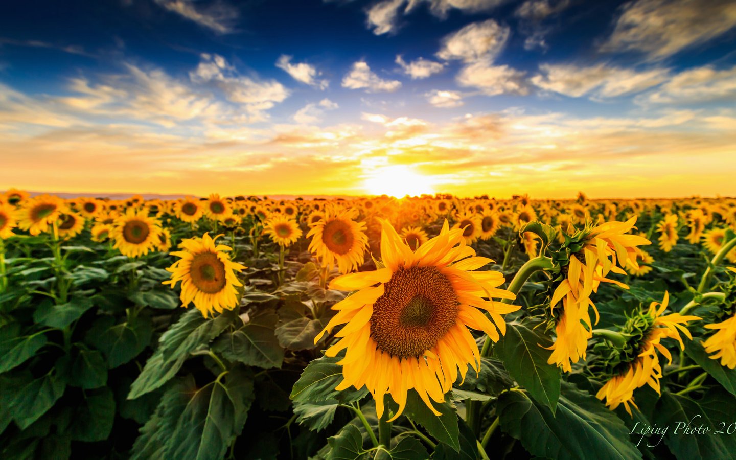 Обои закат, поле, подсолнухи, sunset, field, sunflowers разрешение 2048x1152 Загрузить