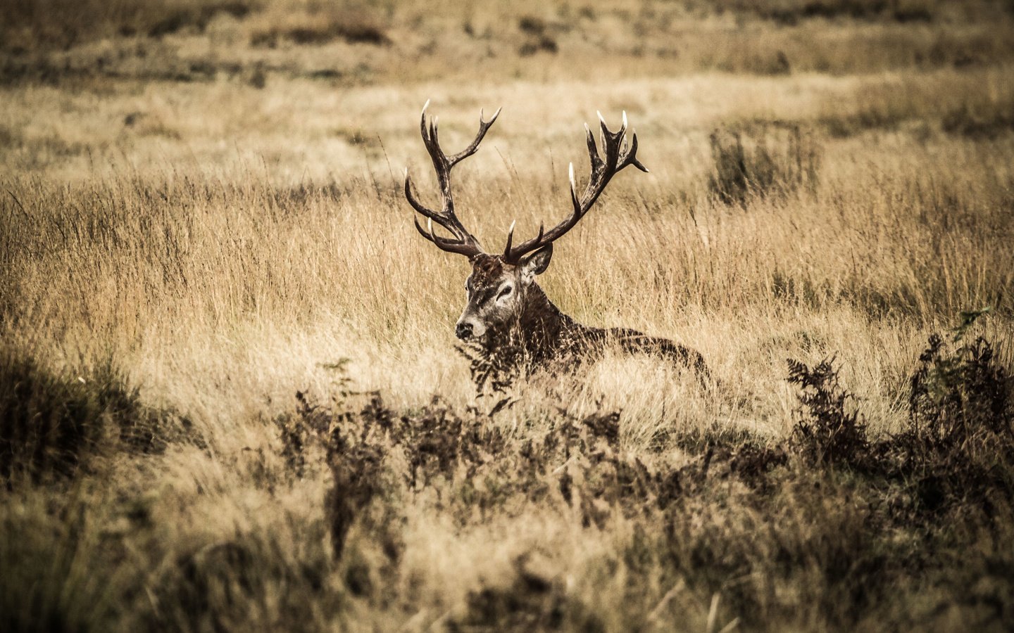 Обои олень, поле, куст, рога, deer, field, bush, horns разрешение 3952x2533 Загрузить