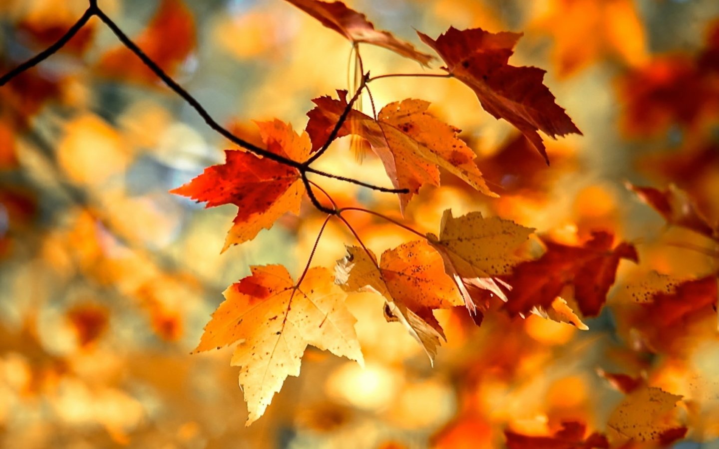 Обои природа, листья, осень, nature, leaves, autumn разрешение 2048x1318 Загрузить