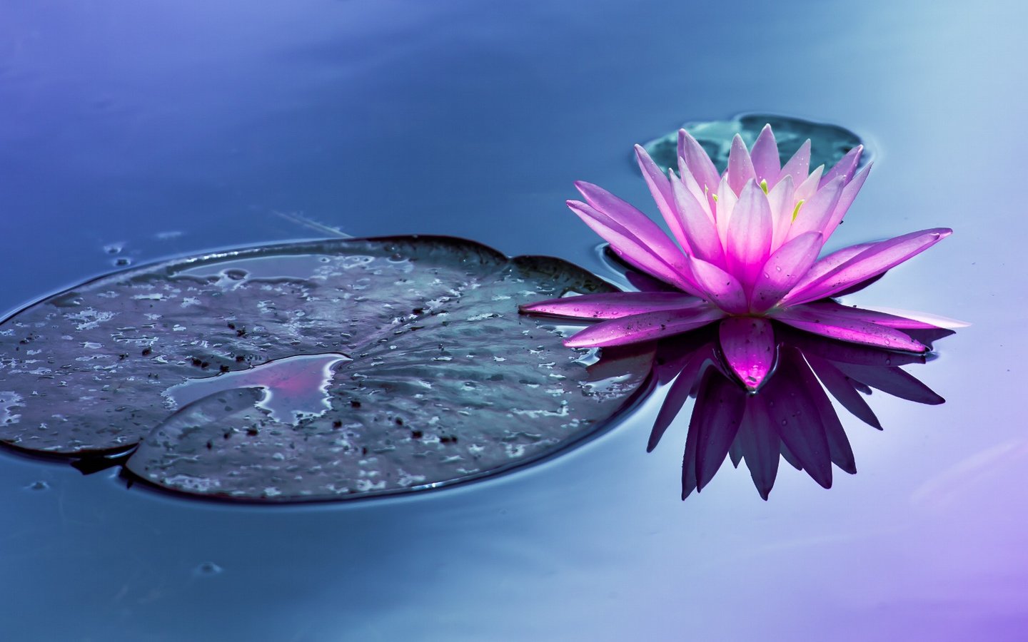 Обои вода, цветок, пруд, водяная лилия, water, flower, pond, water lily разрешение 2048x1105 Загрузить