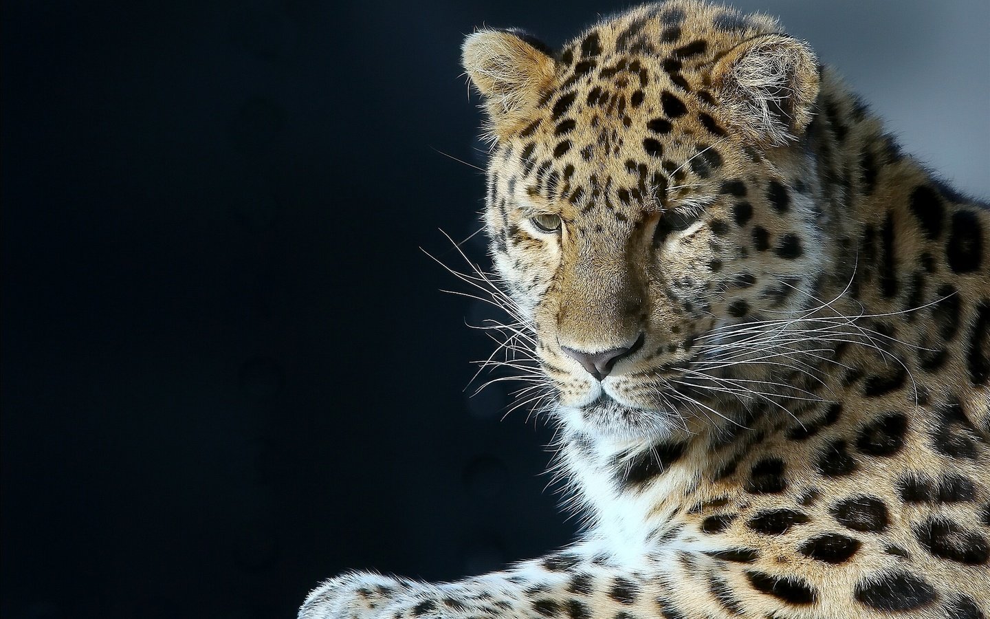 Обои портрет, леопард, хищник, большая кошка, красавец, portrait, leopard, predator, big cat, handsome разрешение 2029x1523 Загрузить