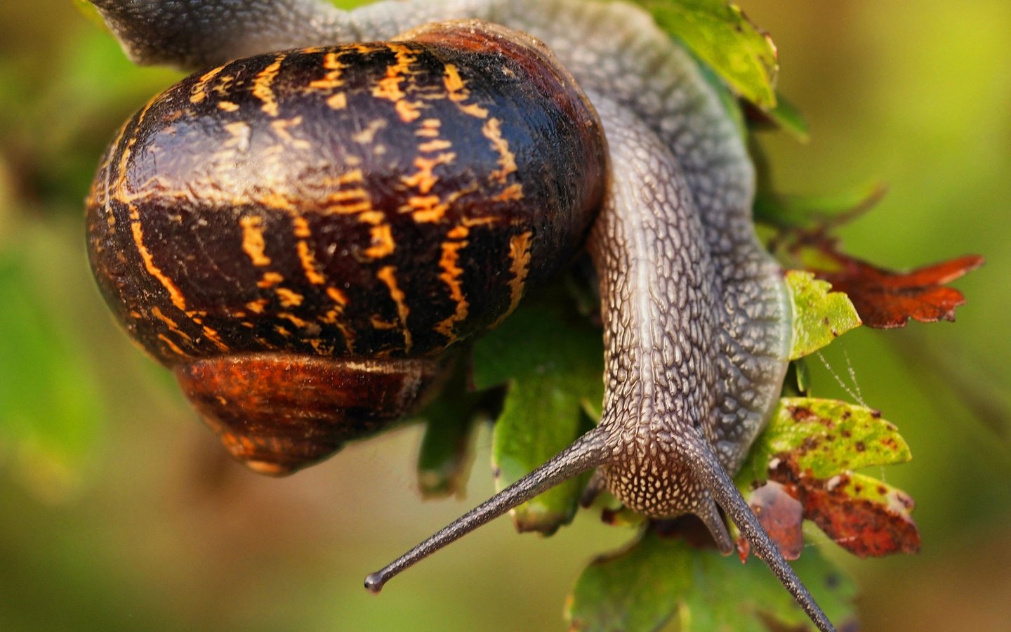 Обои листья, макро, улитка, раковина, leaves, macro, snail, sink разрешение 2048x1555 Загрузить