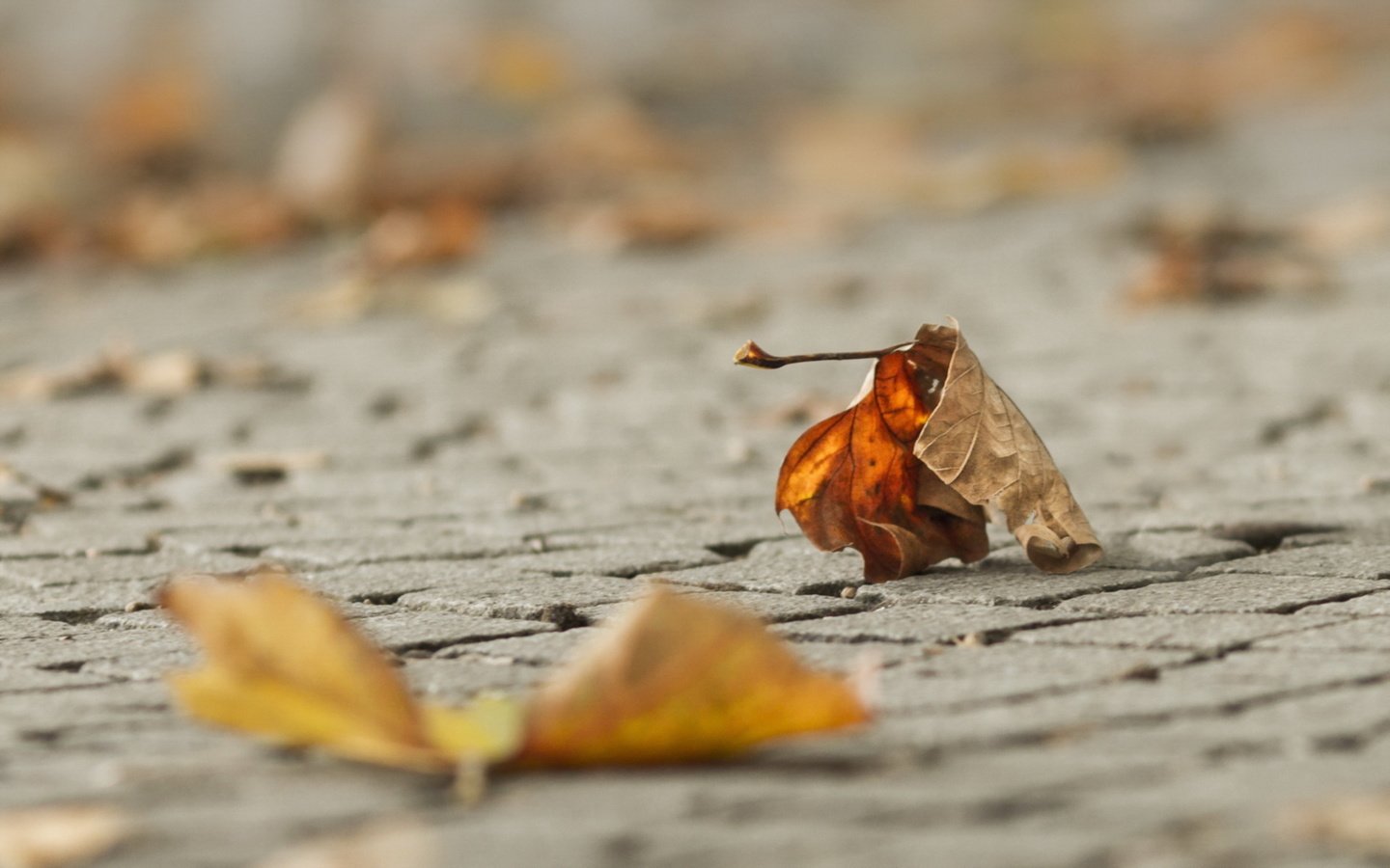 Обои макро, осень, лист, macro, autumn, sheet разрешение 1920x1200 Загрузить