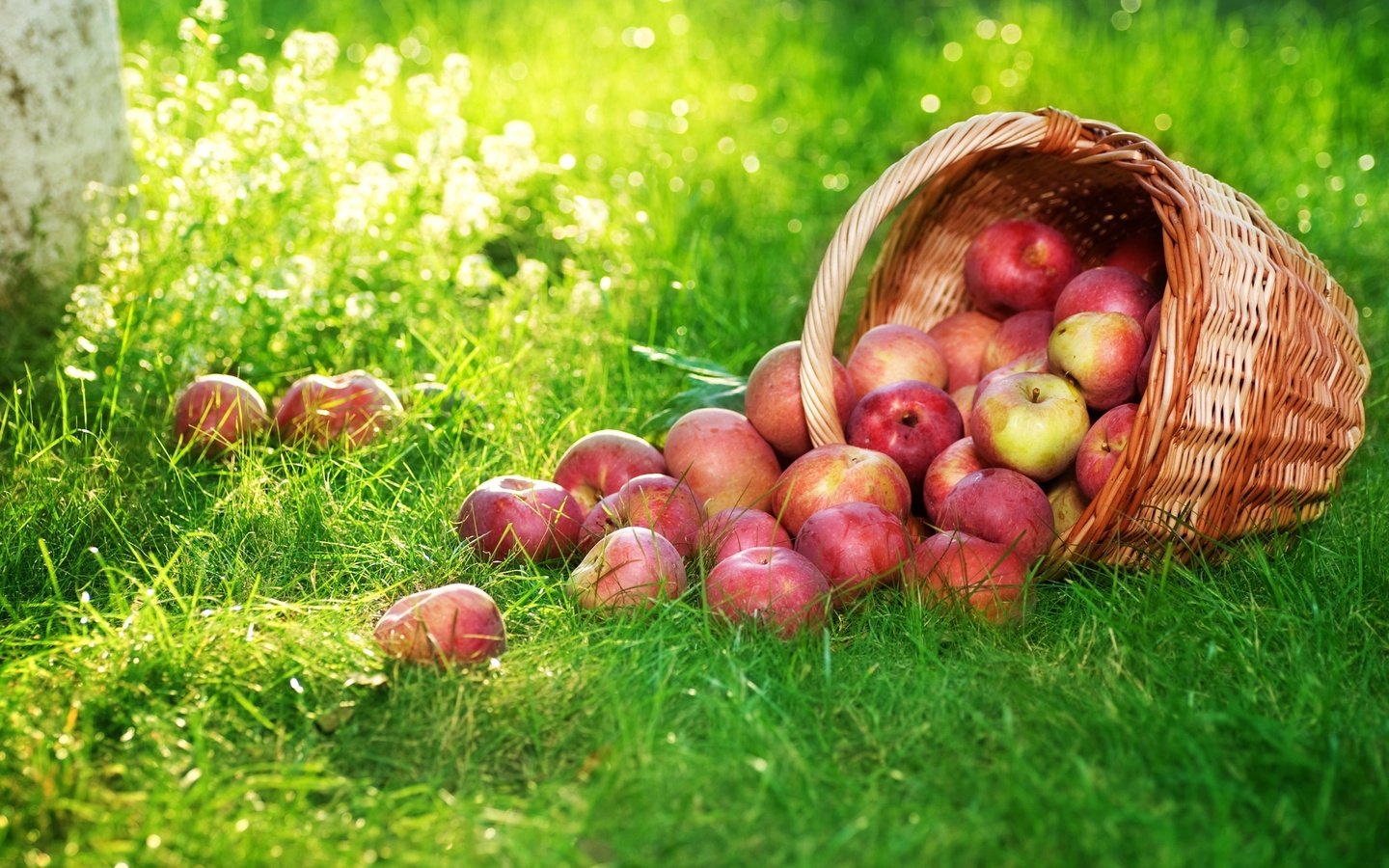 Обои трава, фрукты, яблоки, корзина, плоды, корзинка с яблоками, grass, fruit, apples, basket, basket with apples разрешение 2560x1600 Загрузить