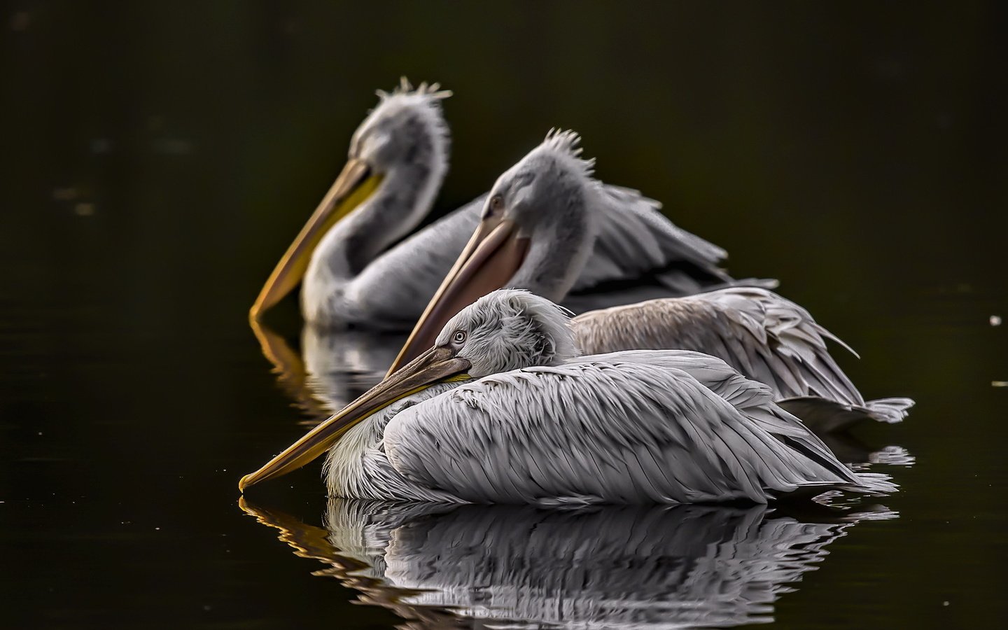 Обои река, отражение, птицы, клюв, перья, пеликан, пеликаны, river, reflection, birds, beak, feathers, pelican, pelicans разрешение 2048x1112 Загрузить