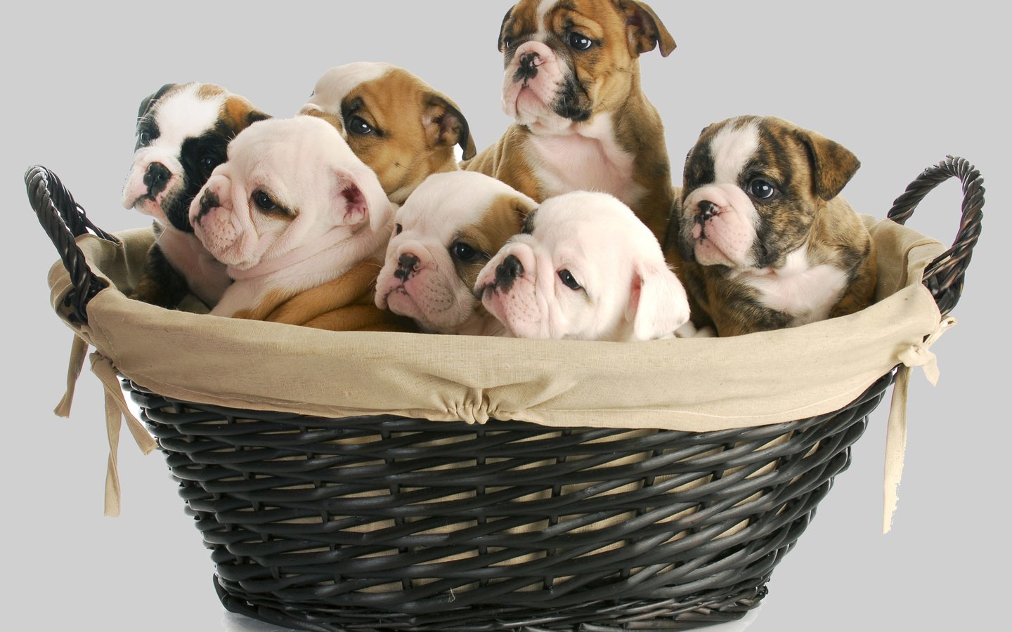 Обои щенок, корзина, малыш, собаки, английский бульдог, щенята, puppy, basket, baby, dogs, english bulldog разрешение 2000x1333 Загрузить