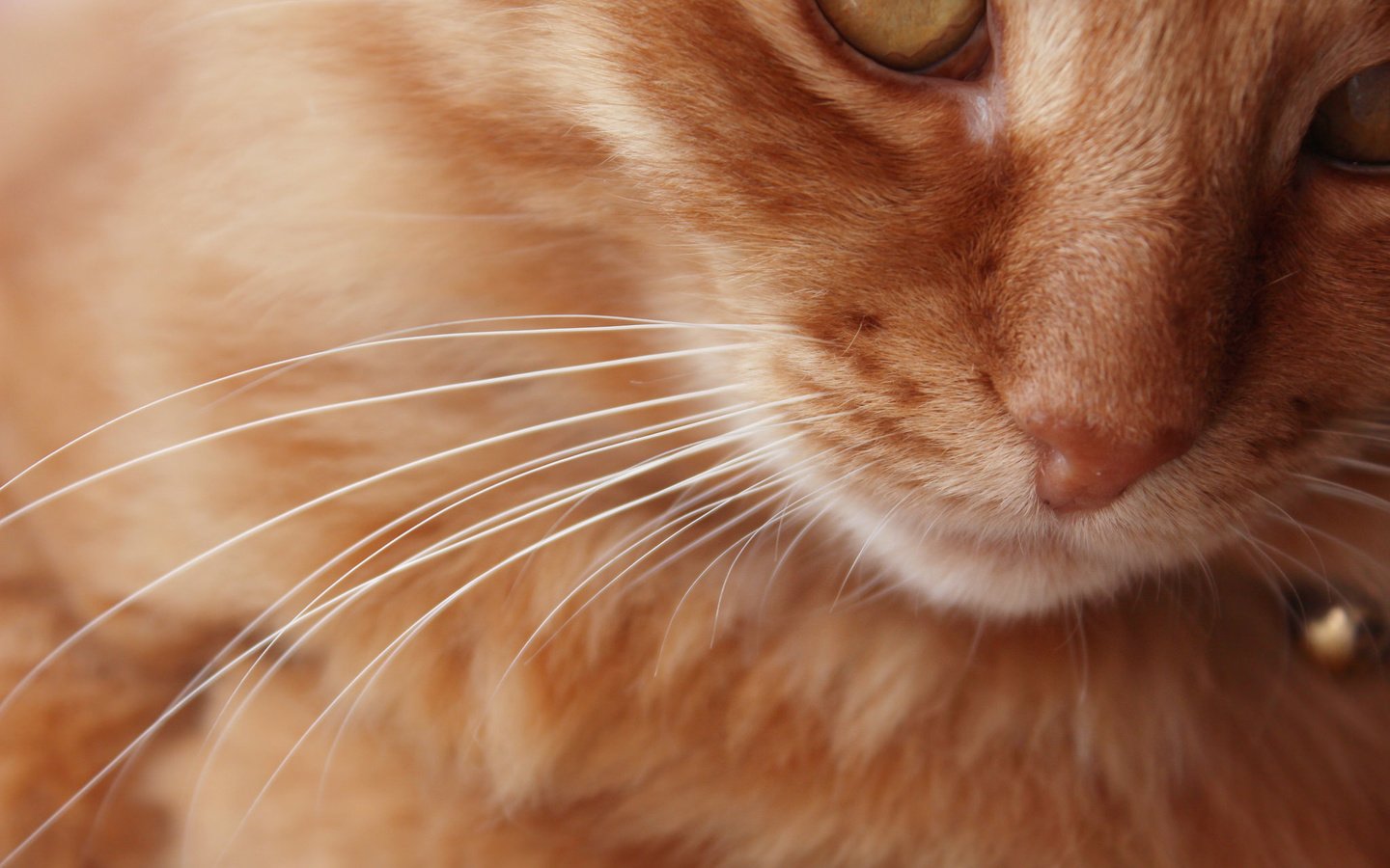 Обои кот, мордочка, усы, кошка, взгляд, кошак, рыжий, котяра, cat, muzzle, mustache, look, koshak, red, tomcat разрешение 2048x1365 Загрузить