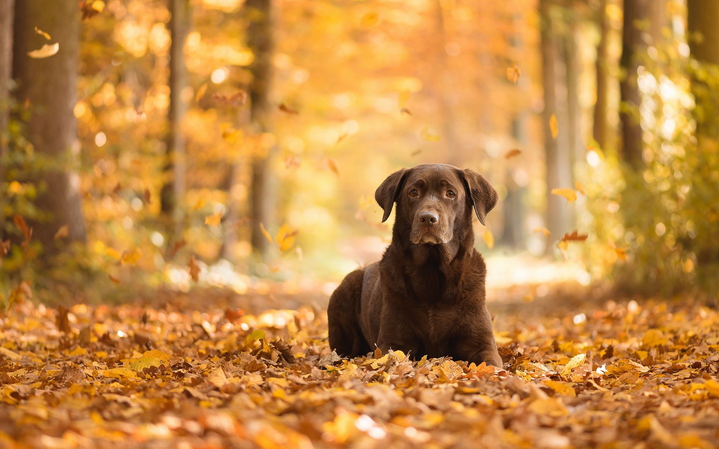 Обои взгляд, осень, собака, друг, листопад, лабрадор ретривер, look, autumn, dog, each, falling leaves, labrador retriever разрешение 1920x1150 Загрузить