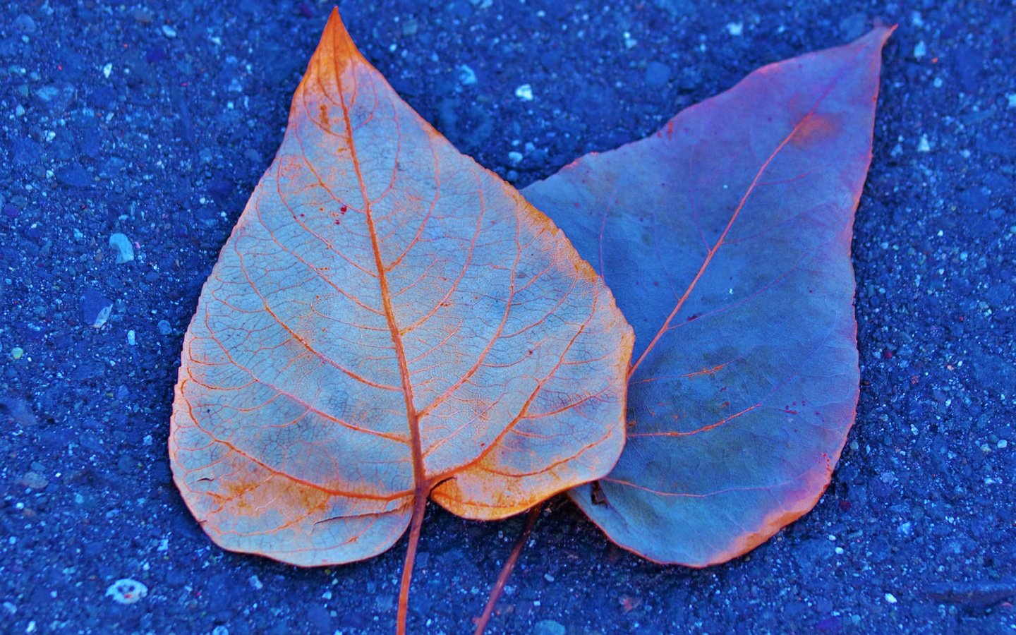 Обои листья, краски, осень, асфальт, leaves, paint, autumn, asphalt разрешение 2048x1319 Загрузить