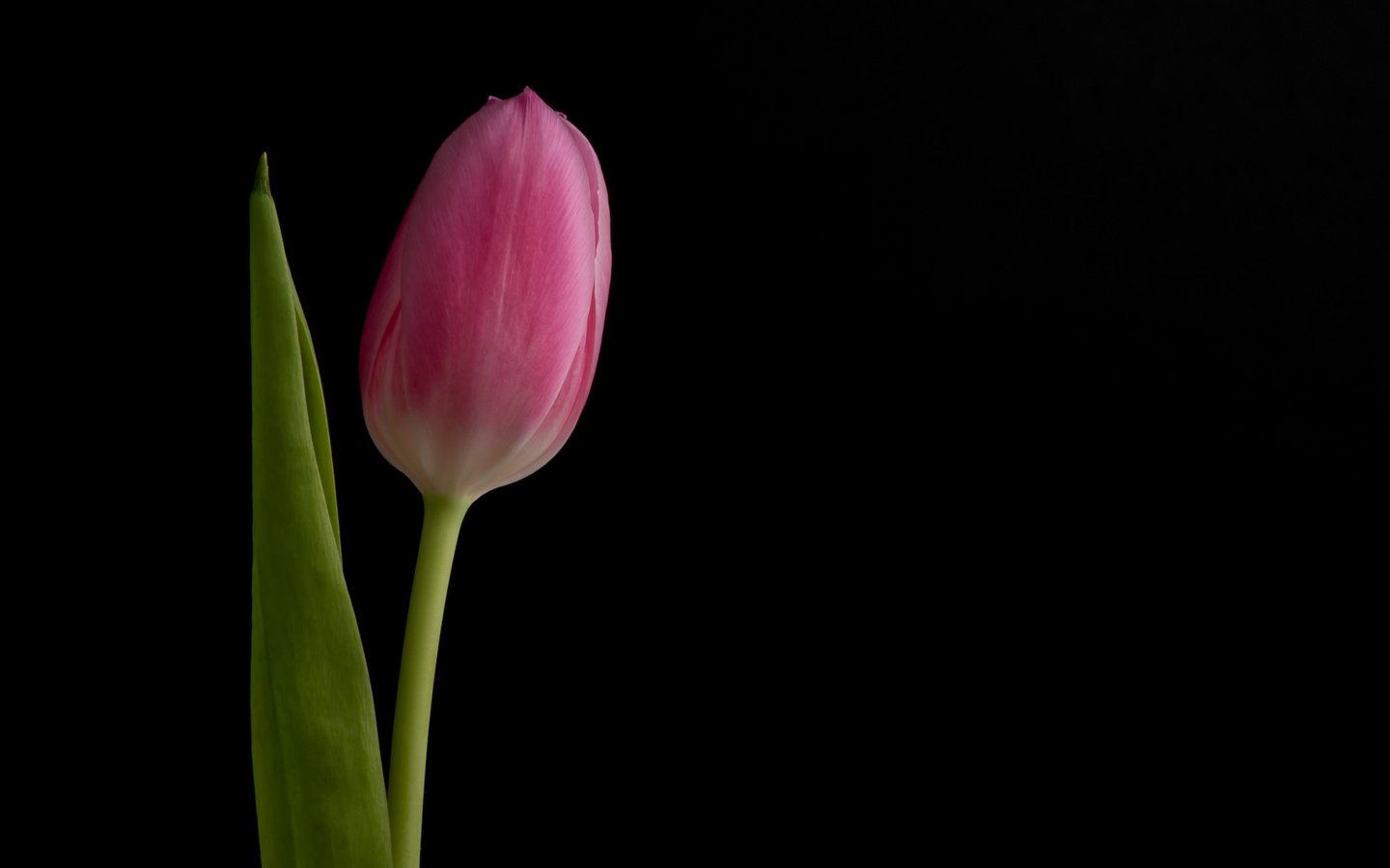 Обои фон, цветок, бутон, черный фон, розовый, тюльпан, background, flower, bud, black background, pink, tulip разрешение 2048x1367 Загрузить