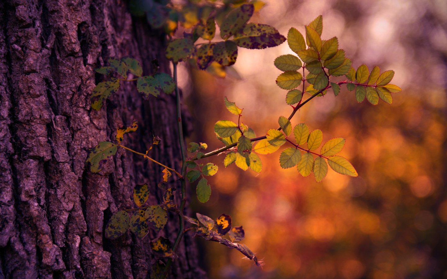 Обои свет, дерево, осень, light, tree, autumn разрешение 2048x1366 Загрузить