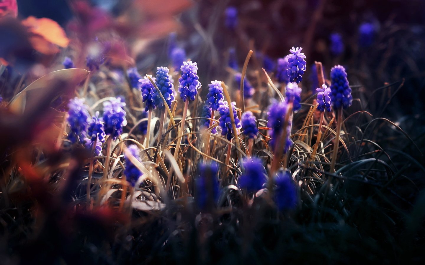 Обои цветы, природа, фон, мускари, flowers, nature, background, muscari разрешение 2048x1356 Загрузить