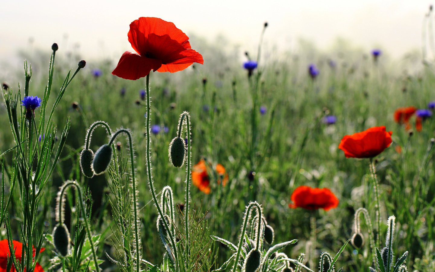 Обои цветы, бутоны, утро, лепестки, маки, весна, стебли, васильки, flowers, buds, morning, petals, maki, spring, stems, cornflowers разрешение 2048x1386 Загрузить