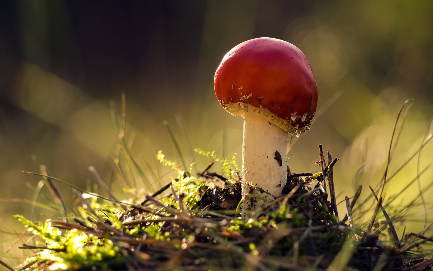 Обои природа, осень, гриб, nature, autumn, mushroom разрешение 1920x1279 Загрузить