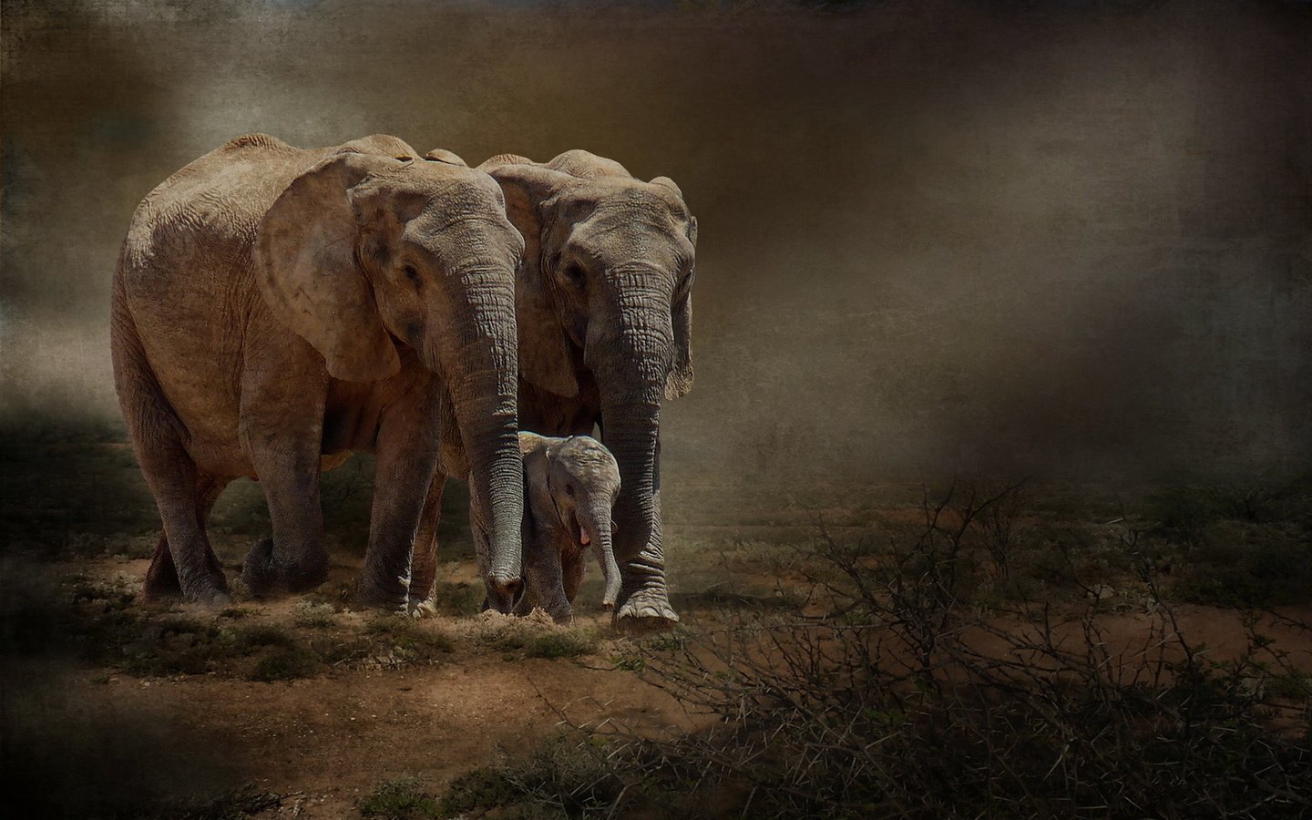 Обои природа, фон, слоны, nature, background, elephants разрешение 1920x1217 Загрузить