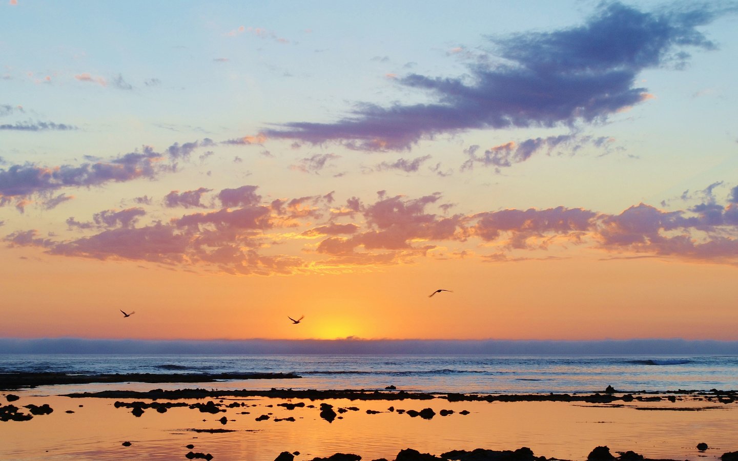 Обои море, пляж, рассвет, чайки, sea, beach, dawn, seagulls разрешение 4874x2655 Загрузить