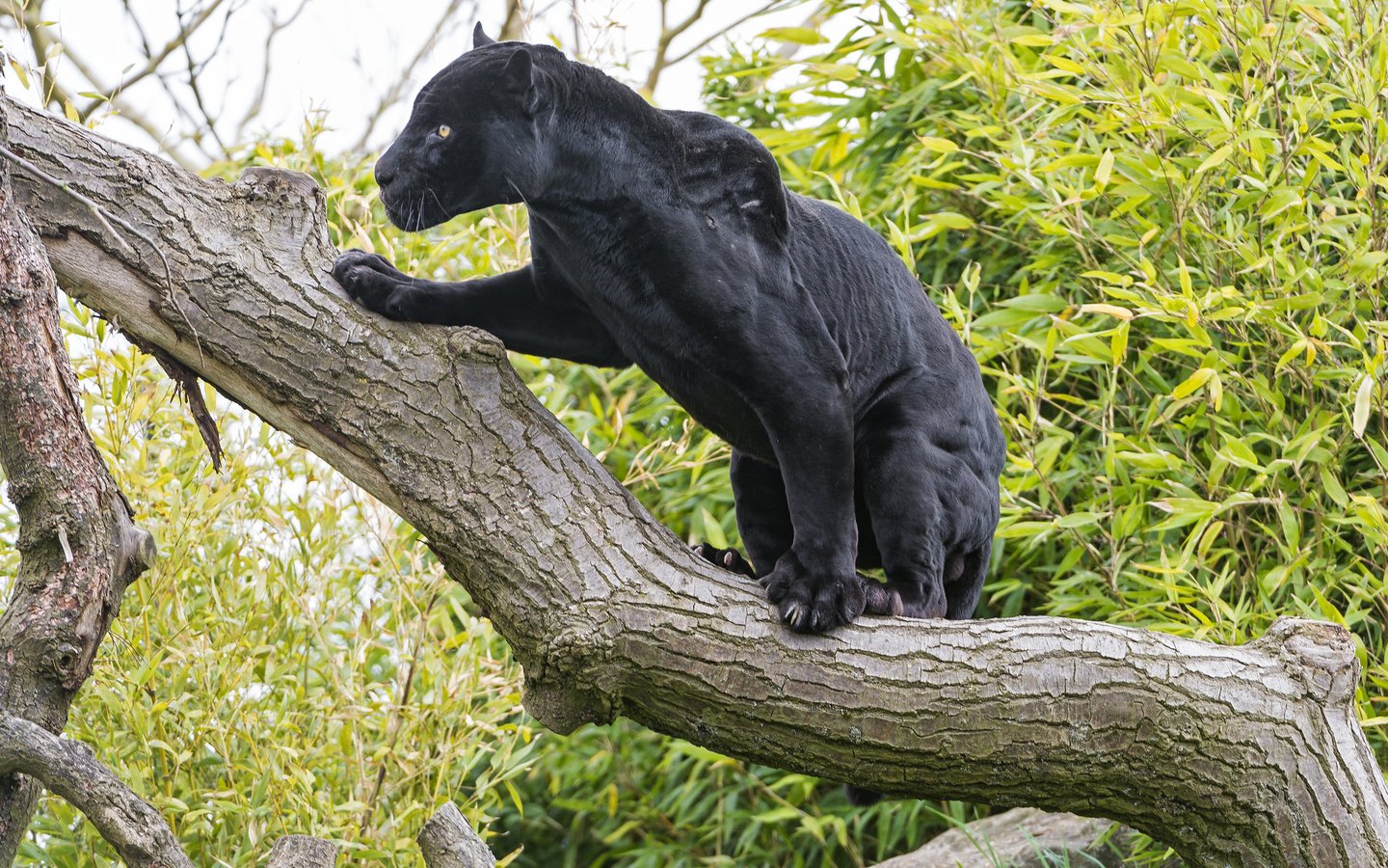 Обои дерево, кошка, черный, ягуар, пантера, ©tambako the jaguar, tree, cat, black, jaguar, panther разрешение 2048x1365 Загрузить