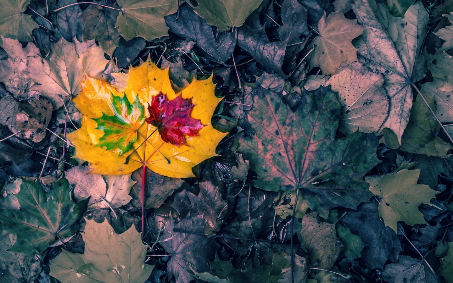 Обои природа, листья, осень, nature, leaves, autumn разрешение 2048x1157 Загрузить