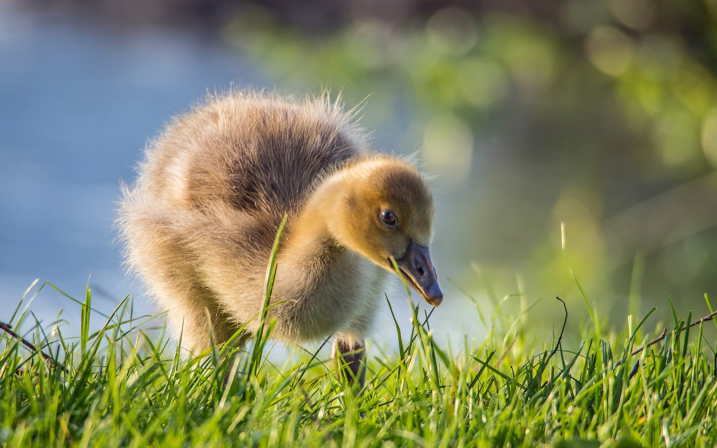 Обои птенец, природа, птица, утка, утенок, chick, nature, bird, duck разрешение 2048x1536 Загрузить