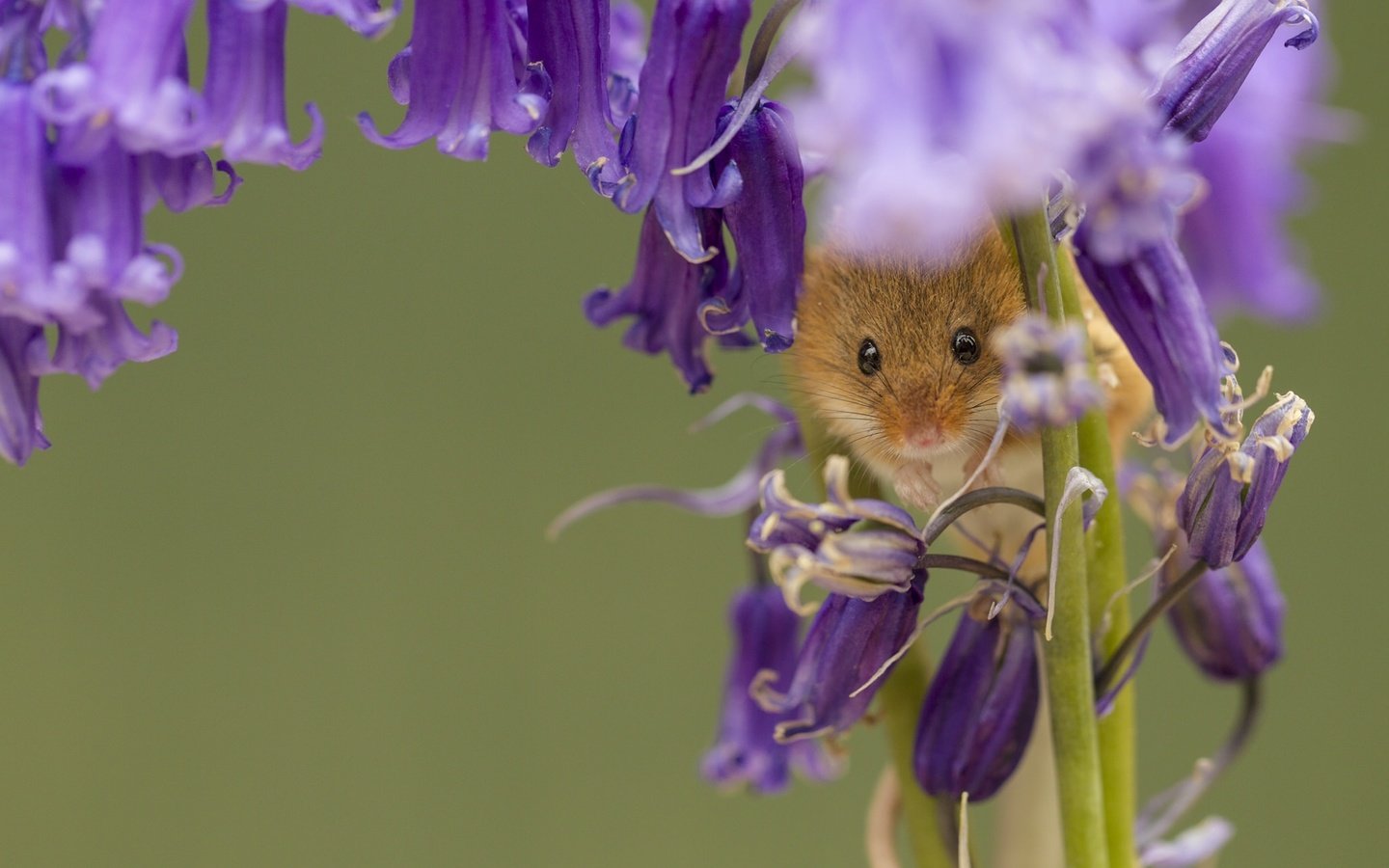 Обои цветы, макро, колокольчики, мышка, harvest mouse, мышь-малютка, flowers, macro, bells, mouse, the mouse is tiny разрешение 2048x1307 Загрузить