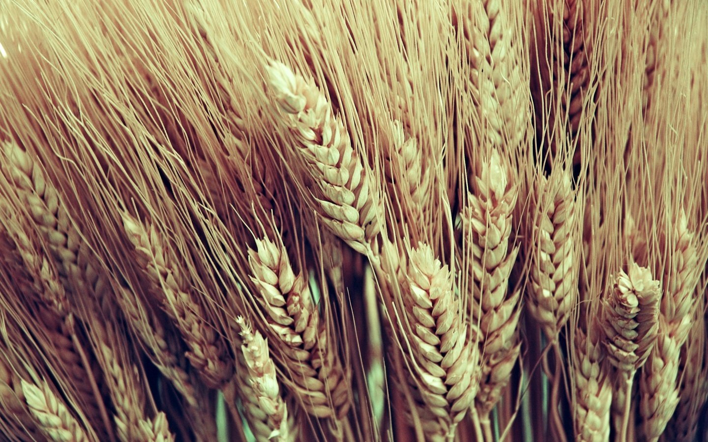 Обои макро, колосья, пшеница, урожай, macro, ears, wheat, harvest разрешение 2560x1600 Загрузить