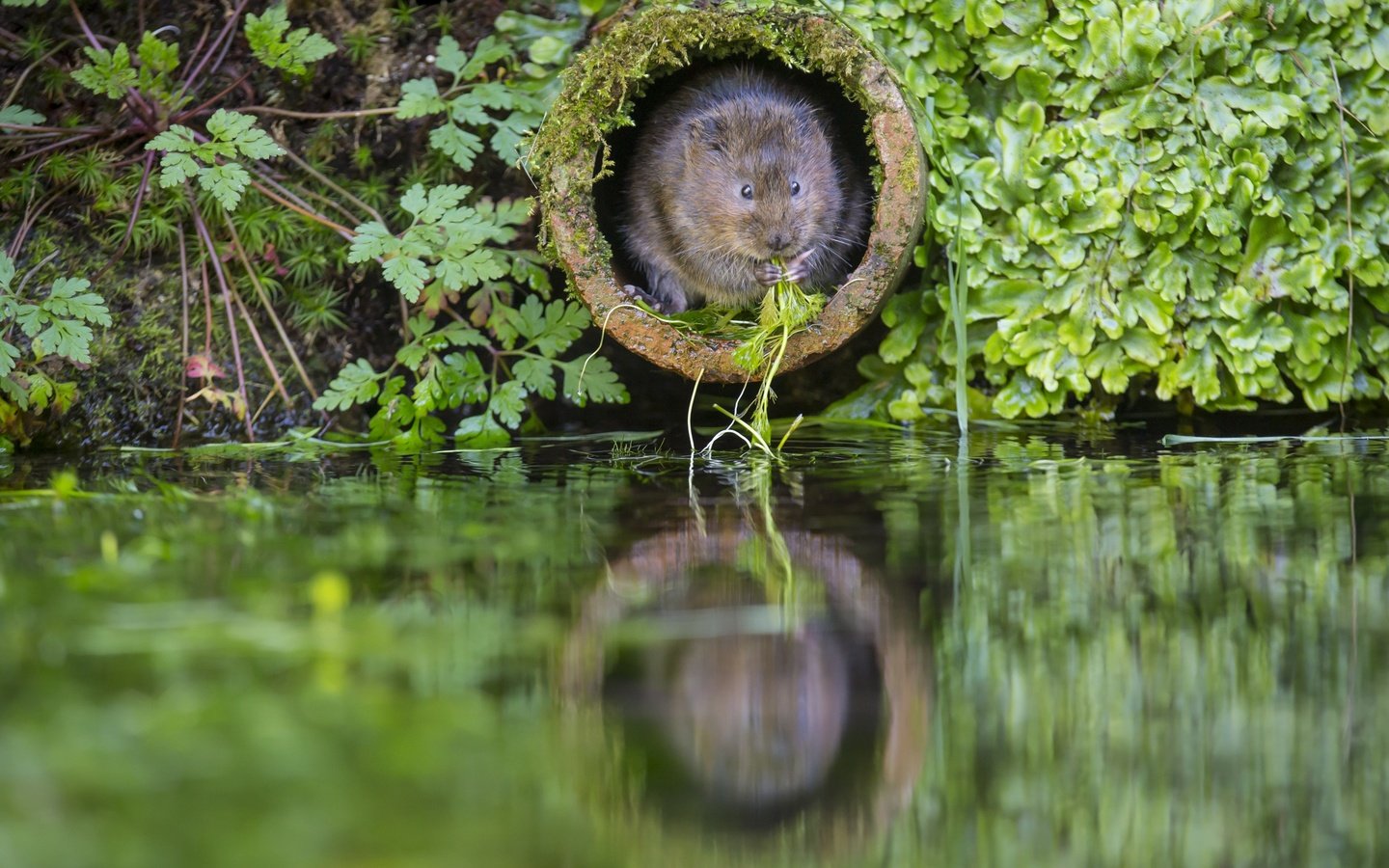 Обои вода, the rat molehill, растения, зеленая, труба, заводы, крыса, нора, водяная полёвка, грин, water, plants, green, pipe, rat, nora, water vole разрешение 2880x1920 Загрузить