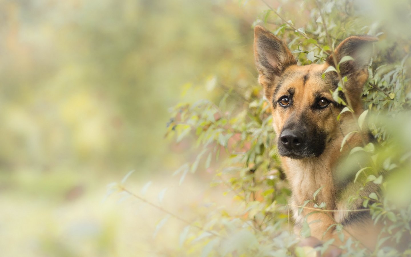 Обои взгляд, собака, друг, немецкая овчарка, овчарка, look, dog, each, german shepherd, shepherd разрешение 2560x1556 Загрузить