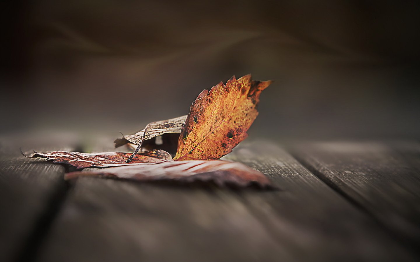 Обои природа, листья, осень, осенние листья, деревянная поверхность, nature, leaves, autumn, autumn leaves, wooden surface разрешение 2048x1380 Загрузить