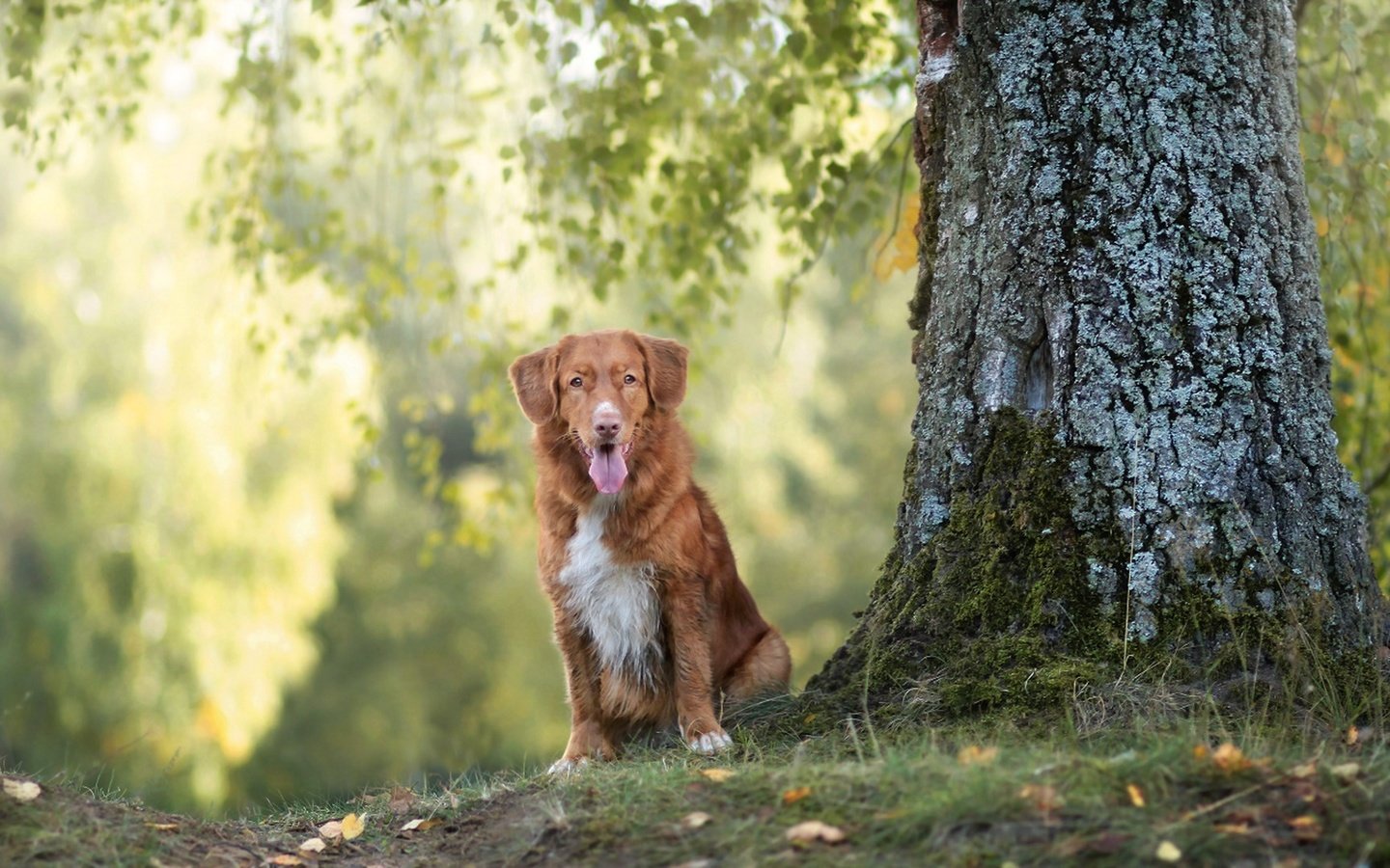 Обои дерево, взгляд, собака, друг, tree, look, dog, each разрешение 1920x1080 Загрузить