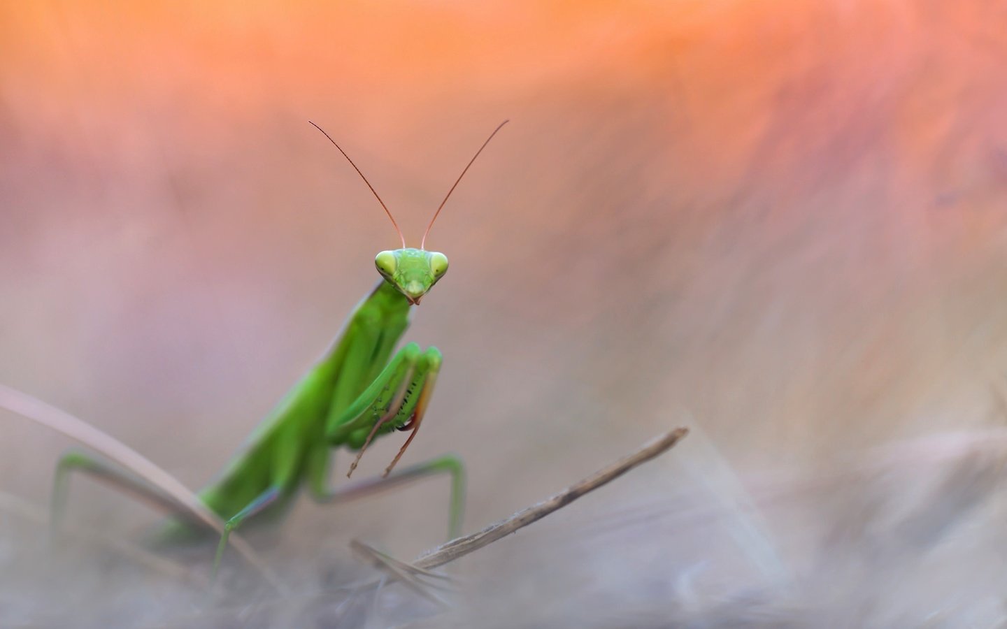 Обои природа, насекомое, фон, богомол, nature, insect, background, mantis разрешение 2048x1302 Загрузить