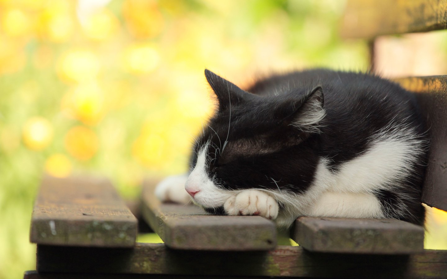 Обои фон, кошка, скамья, background, cat, bench разрешение 5184x3456 Загрузить