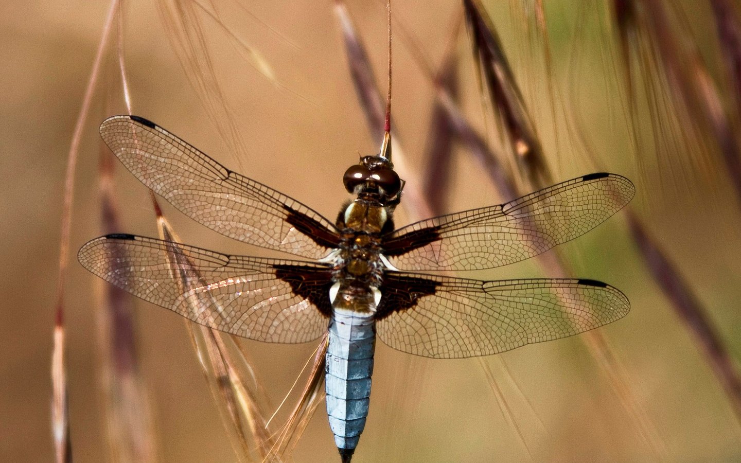 Обои глаза, трава, насекомое, крылья, стрекоза, колоски, eyes, grass, insect, wings, dragonfly, spikelets разрешение 2048x1656 Загрузить