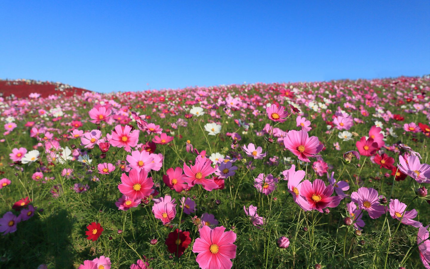 Обои небо, цветы, поле, космея, the sky, flowers, field, kosmeya разрешение 2048x1365 Загрузить