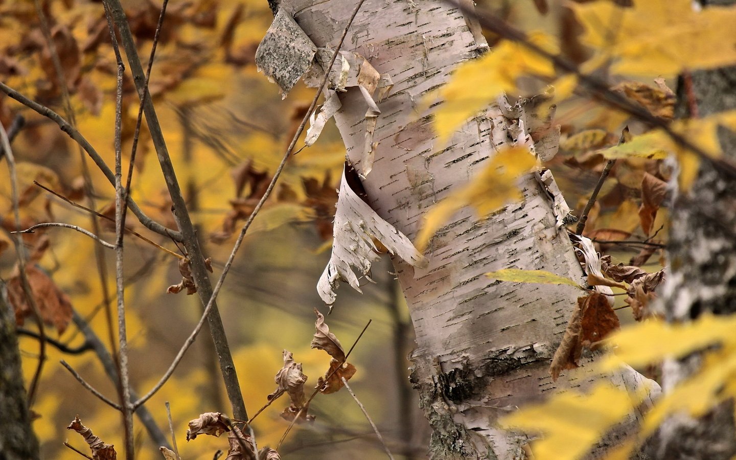 Обои дерево, листья, осень, кора, береза, tree, leaves, autumn, bark, birch разрешение 2560x1707 Загрузить