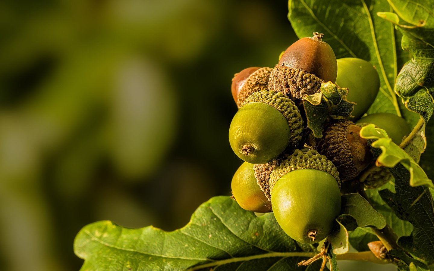 Обои природа, листья, макро, жёлуди, nature, leaves, macro, acorns разрешение 2048x1365 Загрузить