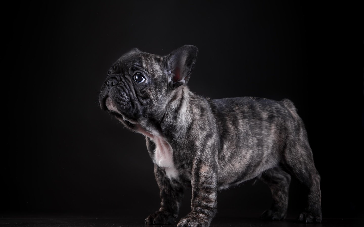 Обои собака, щенок, позирование, французский бульдог, dog, puppy, posing, french bulldog разрешение 4640x2990 Загрузить