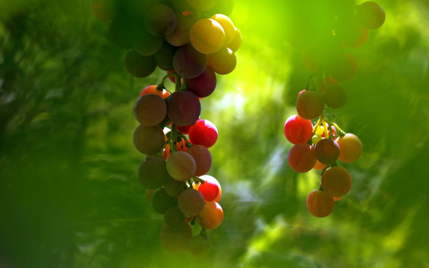 Обои макро, фон, виноград, macro, background, grapes разрешение 2560x1707 Загрузить