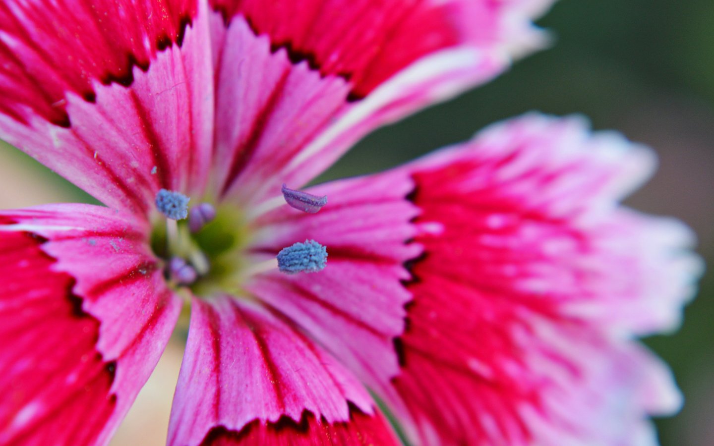 Обои макро, цветок, лепестки, гвоздика, macro, flower, petals, carnation разрешение 2048x1362 Загрузить