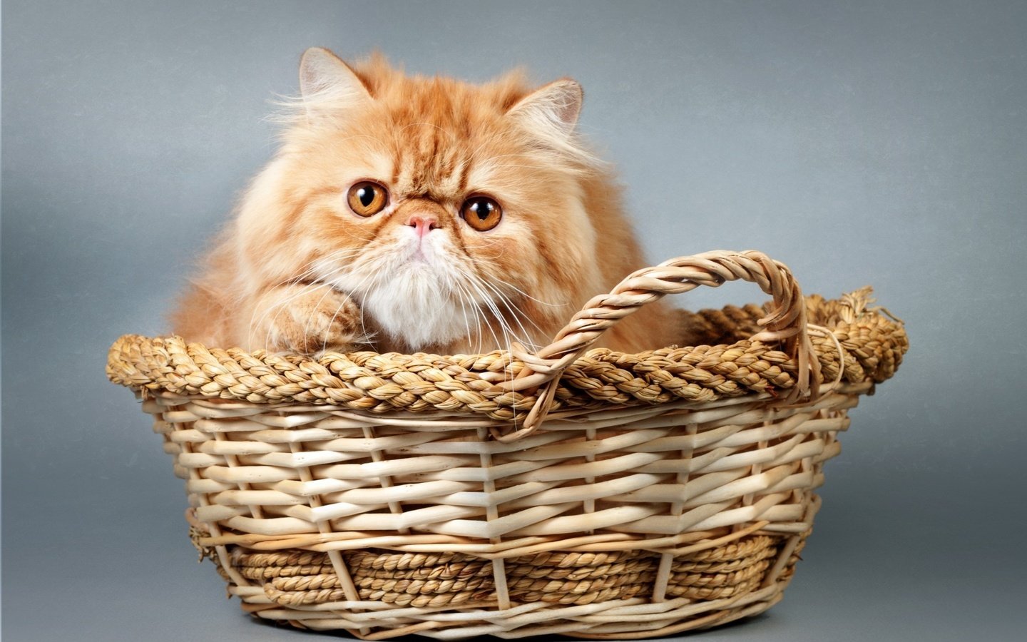 Обои кот, мордочка, кошка, взгляд, корзина, cat, muzzle, look, basket разрешение 2700x1778 Загрузить