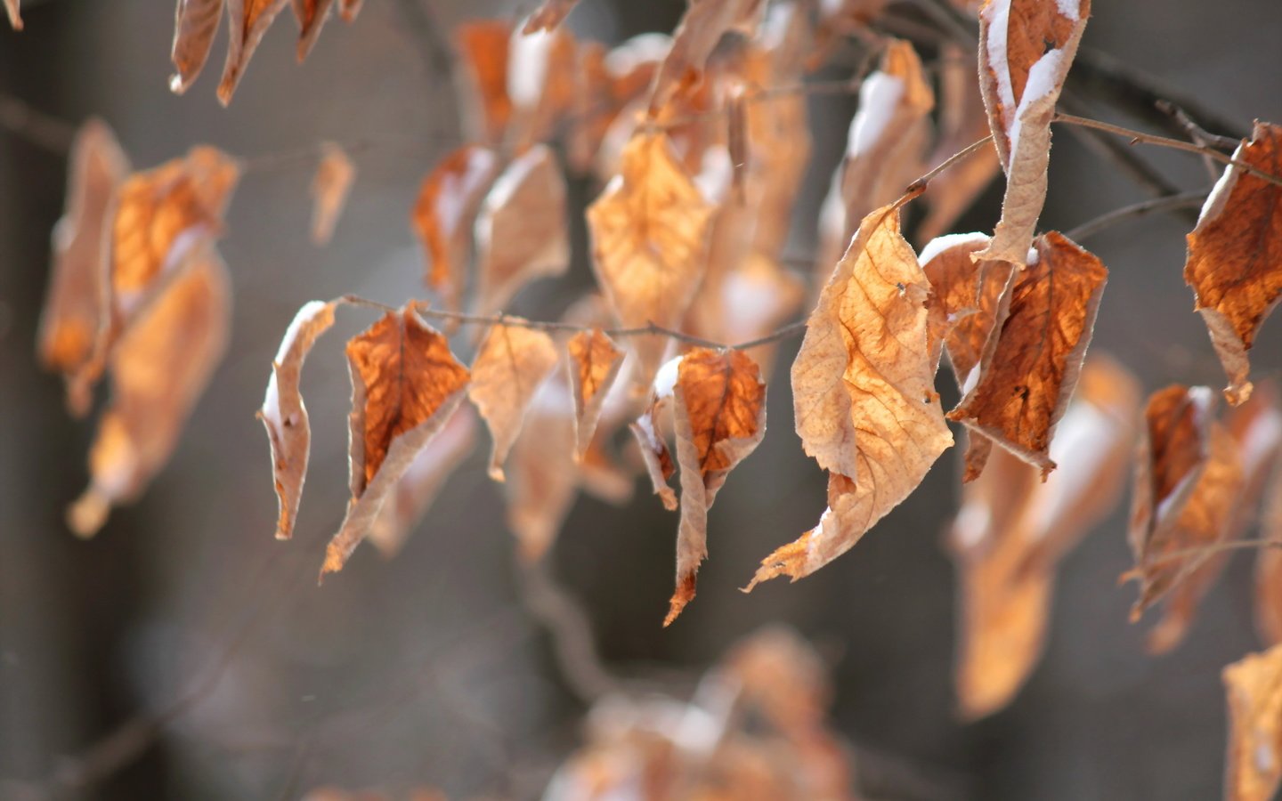 Обои природа, листья, ветки, осень, сухие листья, осенние листья, nature, leaves, branches, autumn, dry leaves, autumn leaves разрешение 2560x1707 Загрузить