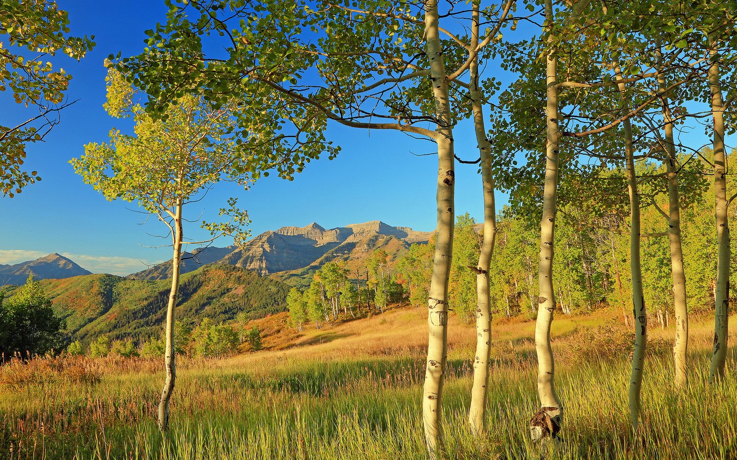 Обои деревья, аспен, горы, листья, склон, осень, сша, колорадо, осина, trees, mountains, leaves, slope, autumn, usa, colorado, aspen разрешение 2048x1317 Загрузить