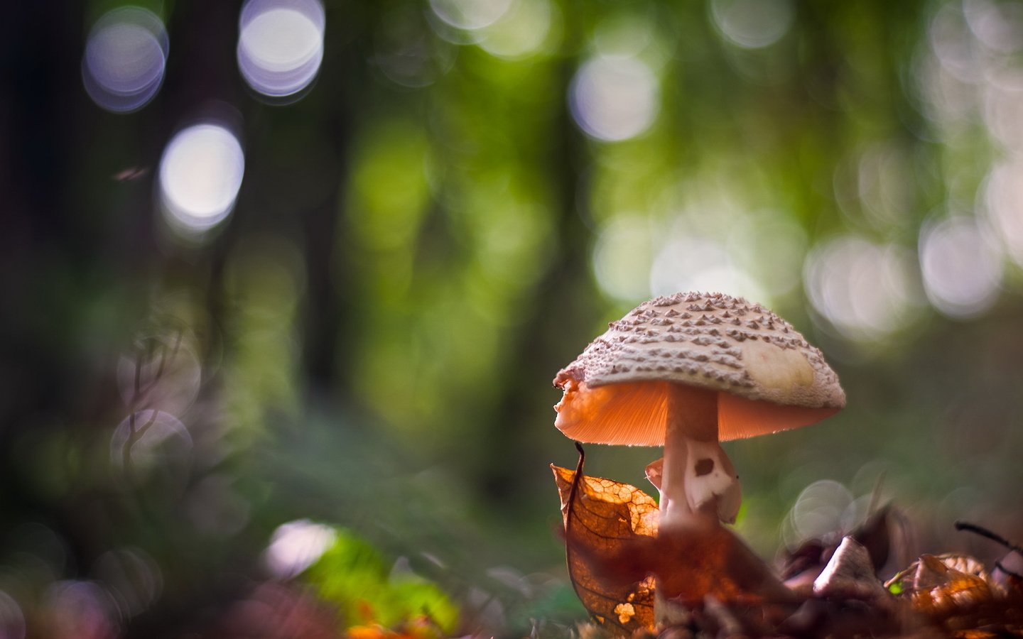 Обои природа, фон, гриб, nature, background, mushroom разрешение 1999x1292 Загрузить