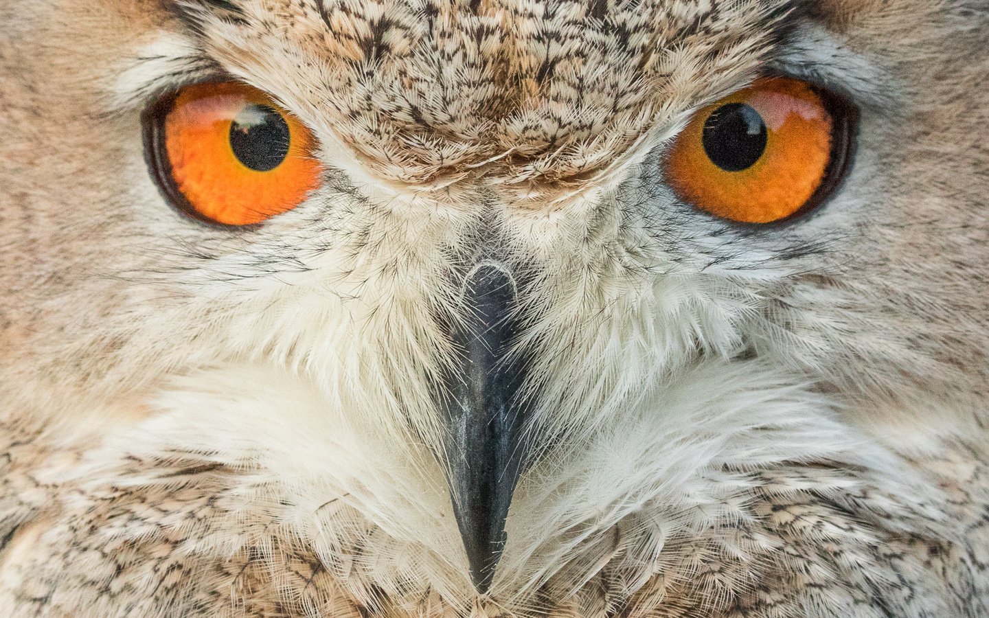 Обои глаза, сова, взгляд, птица, клюв, eyes, owl, look, bird, beak разрешение 1920x1280 Загрузить