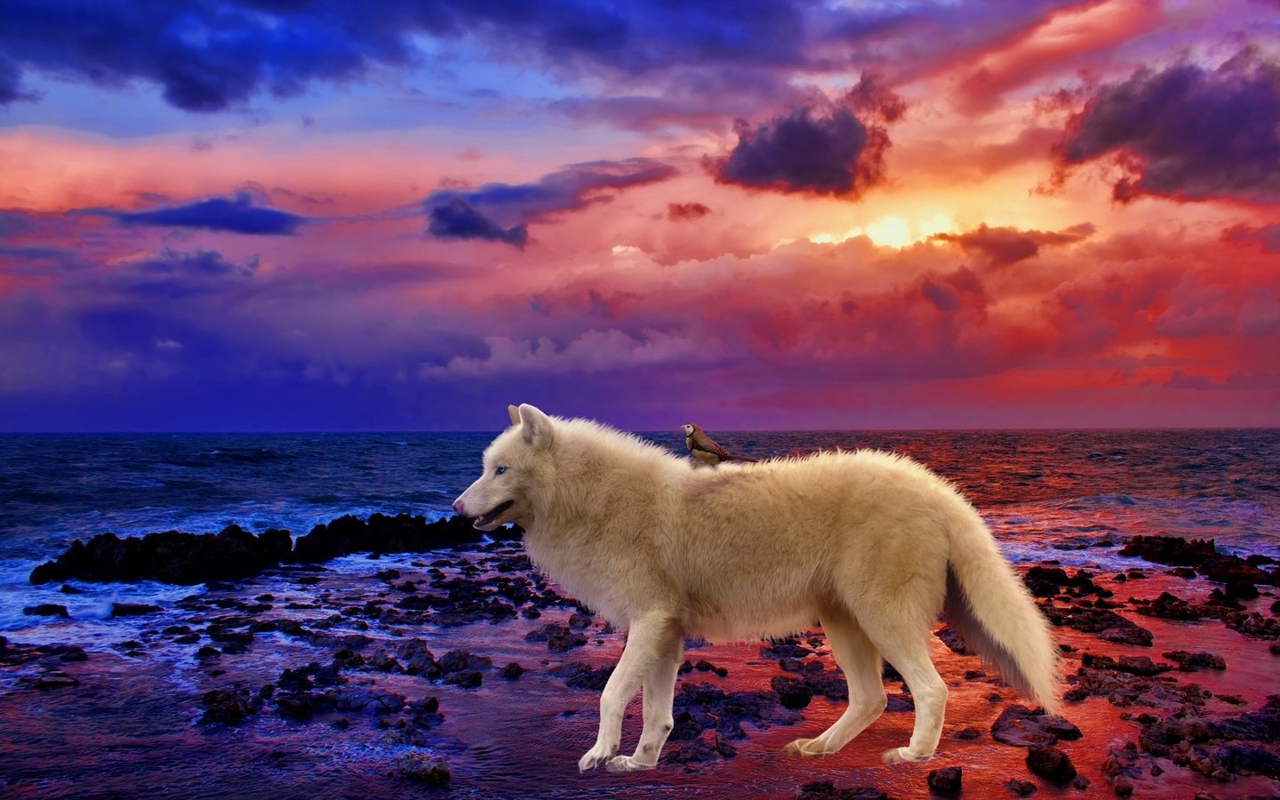Обои природа, закат, море, волк, nature, sunset, sea, wolf разрешение 2048x1365 Загрузить