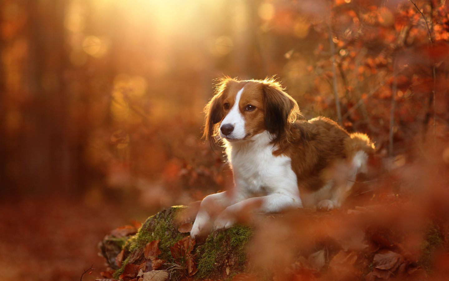 Обои листья, осень, собака, коикерхондье, койкерхондье, leaves, autumn, dog, kooikerhondje разрешение 2048x1365 Загрузить