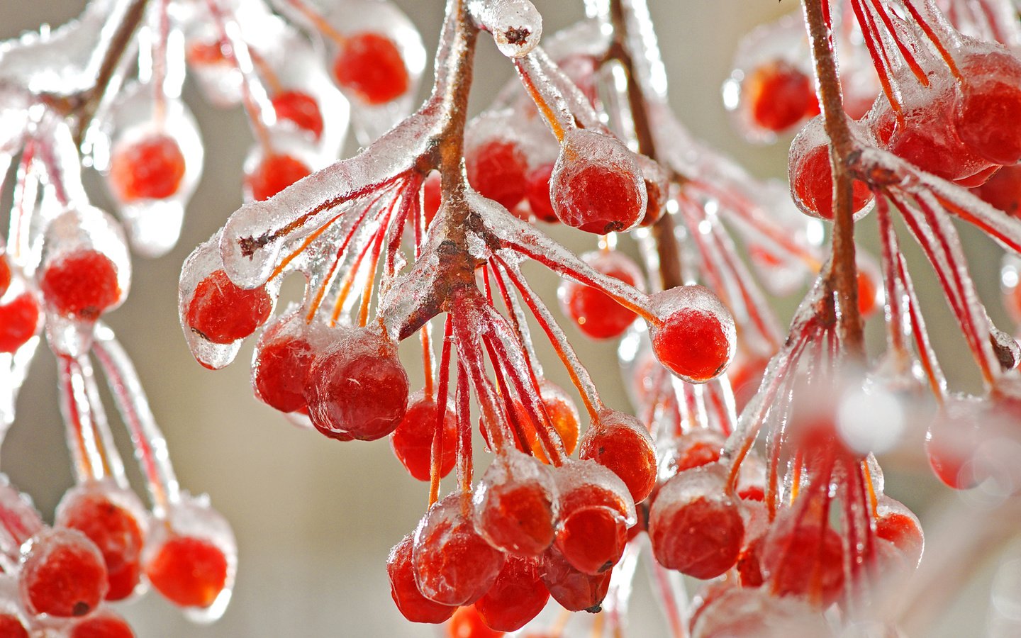 Обои ветки, ягода, лёд, плоды, калина, branches, berry, ice, fruit, kalina разрешение 2560x1600 Загрузить